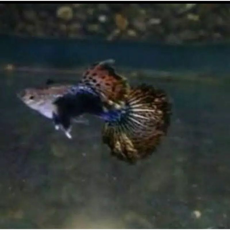 ikan Guppy red dragon