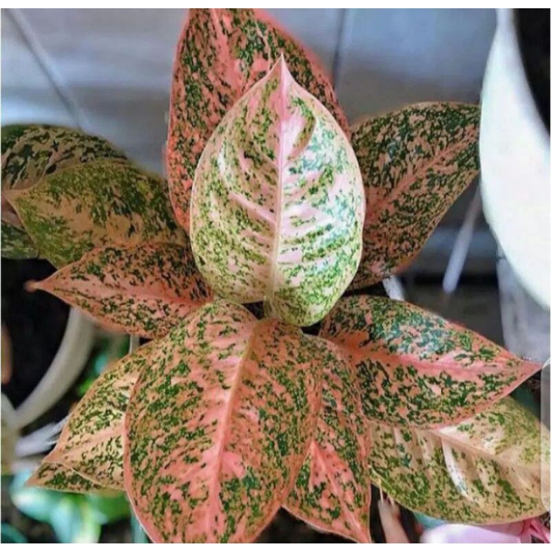 aglonema orange stardust anakan - promo aglonema beby orange stardust