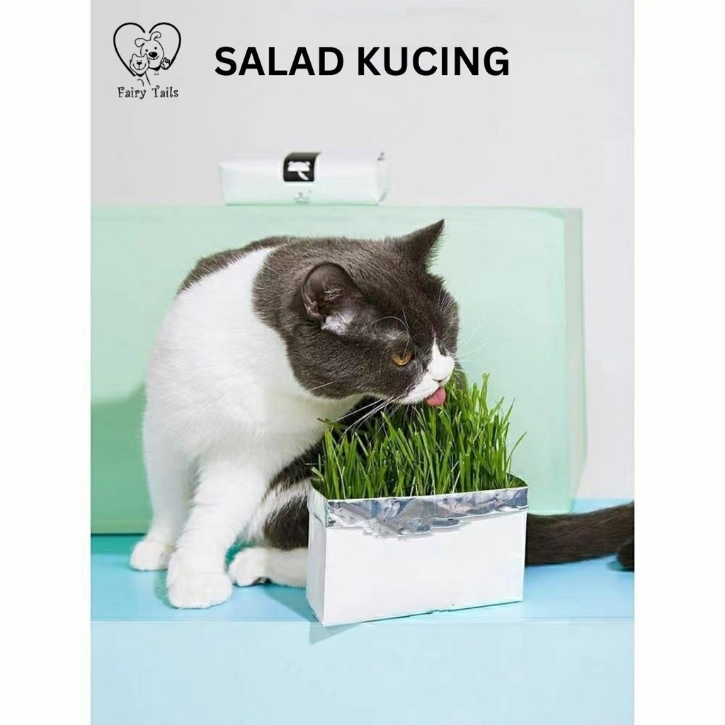 Rumput Untuk Kucing Premium Benih Gandum Organik Langsung Tanam Kemasan TinFoil Praktis Untuk Mencegah Muntah Akibat Bola Bulu Hairball / Wheat Grass For Cat