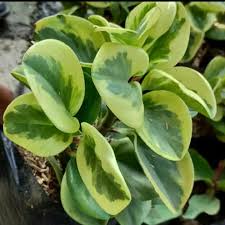 peperomia varigata kuning obtusifolia - tanaman daun paperomia bergaransi