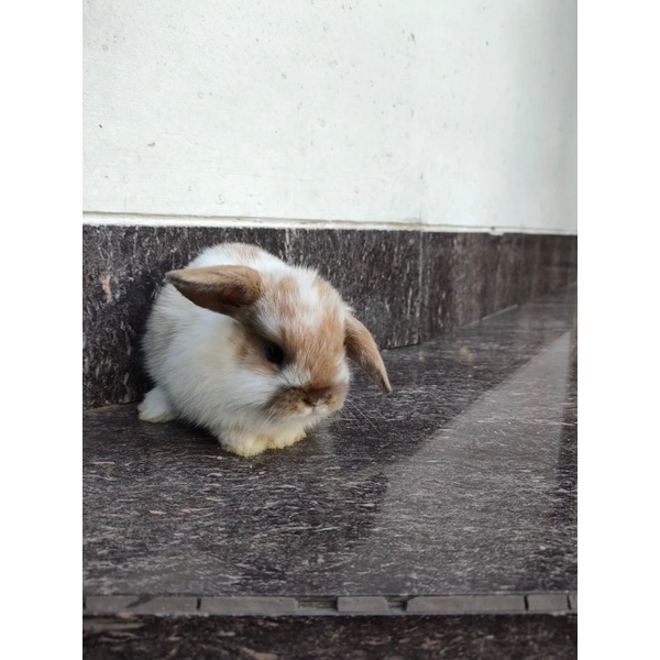 Kelinci Holland Lop