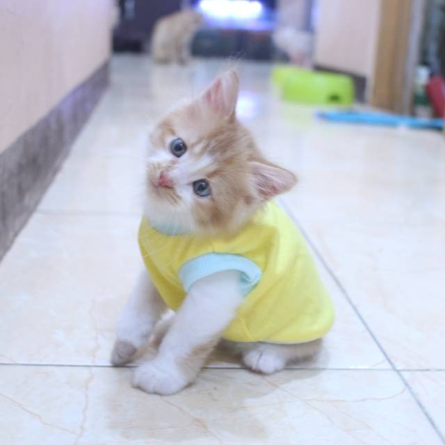 Kaos simple warna kuning lucu / kaos rumahan polos / baju kucing murah size S-XL