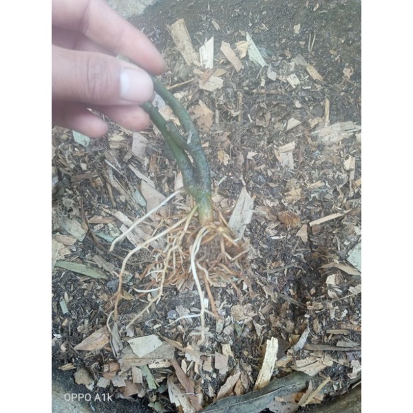 bonggol aglonema pictom 3colour