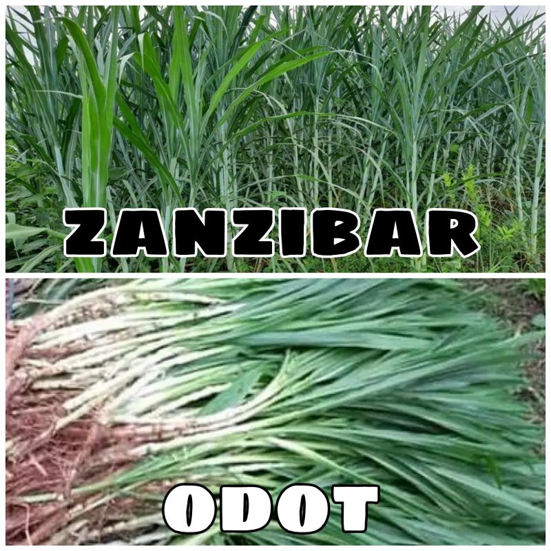 stek rumput Zanzibar & odot pakan ternak