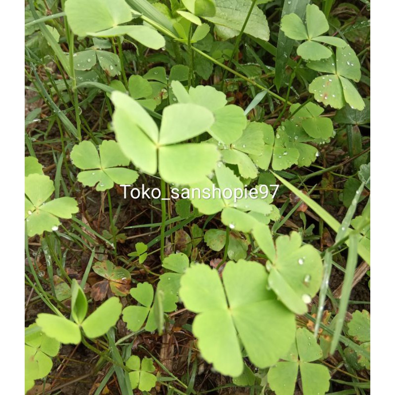 

Jual daun semanggi sawah paket 300 gram