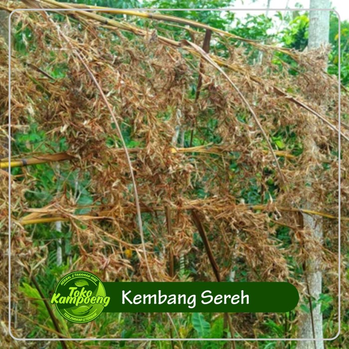 KEMBANG SEREH MERAH BUNGA SERAI LANANG ASLI