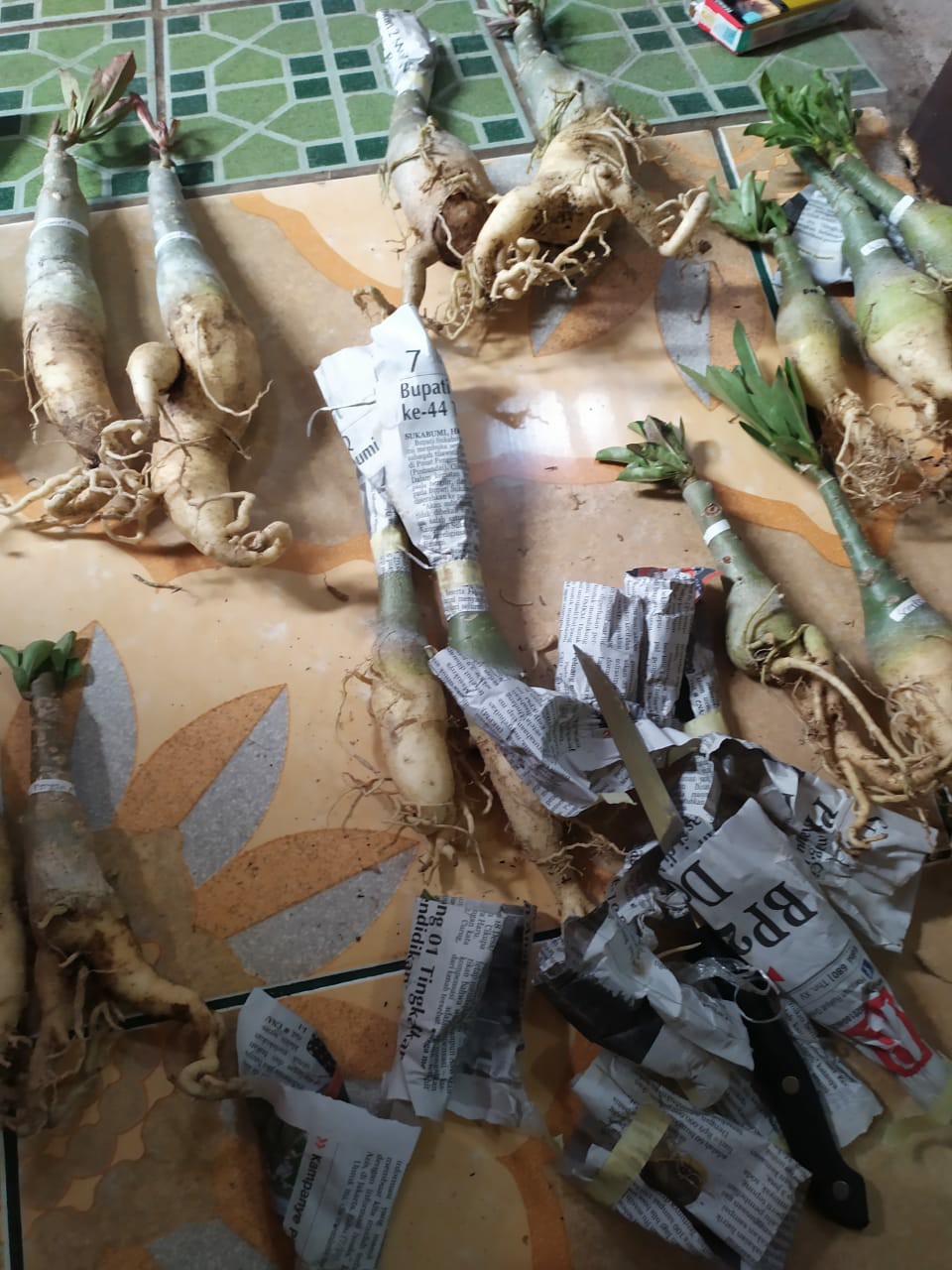 Adenium Grafting royan Empress