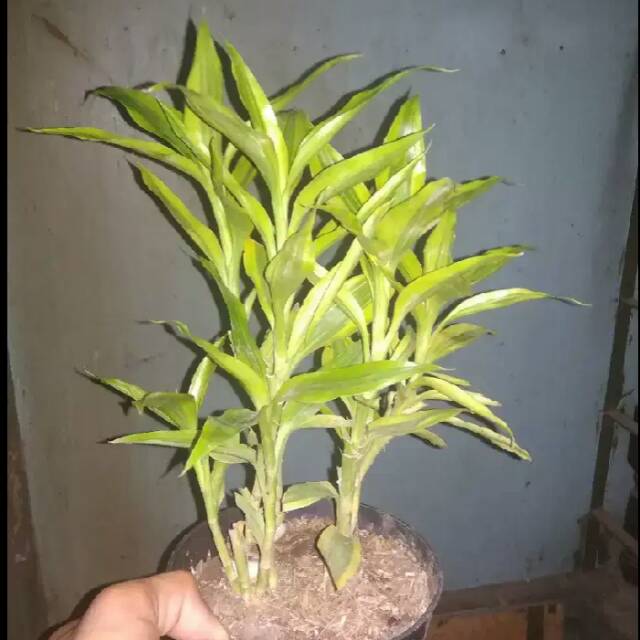 Tanaman Hias Suji Kuning / Bambu Hoki Belum di bentuk