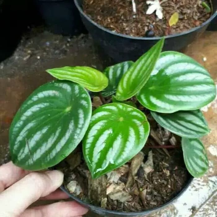 Tanaman hias peperomia pot keladi semangka