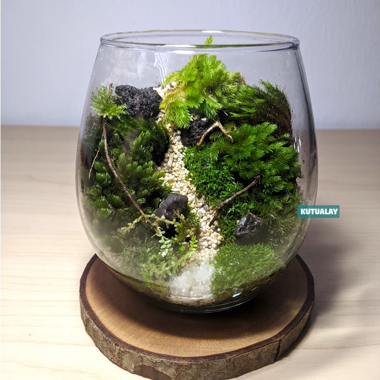 Terrarium Gelas Hutan Mini Forest Terarium Glass Hiasan Tanaman