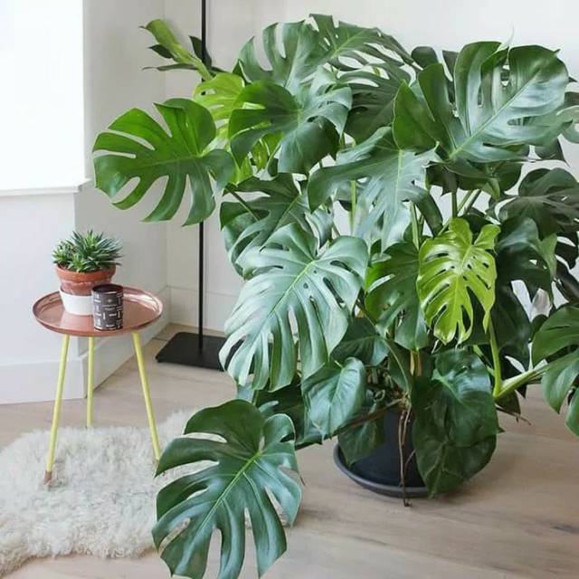  Tanaman  Philodendron Monstera  Shopee Indonesia