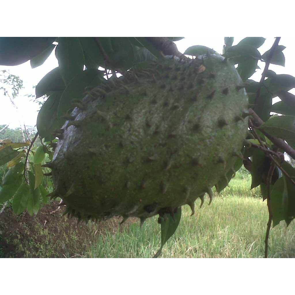

Buah sirsak 5 kg