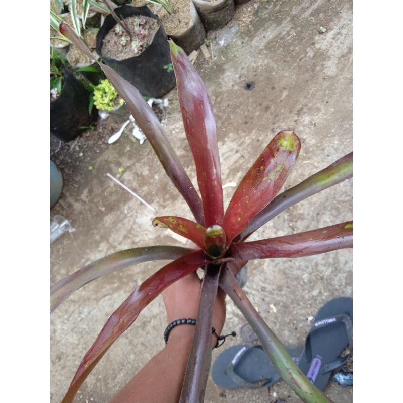 bromolia merah besar