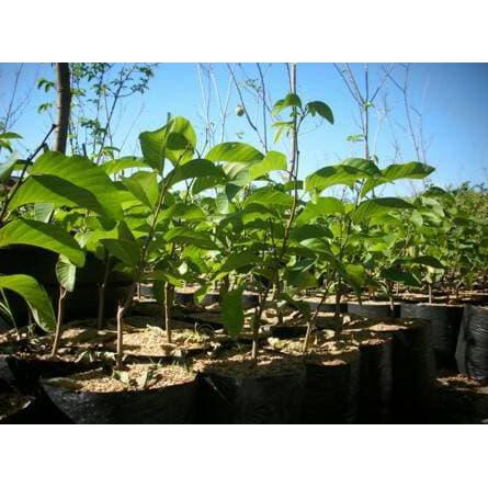 ASLI BIBIT TANAMAN BUAH SRIKAYA BIRIBA @_#