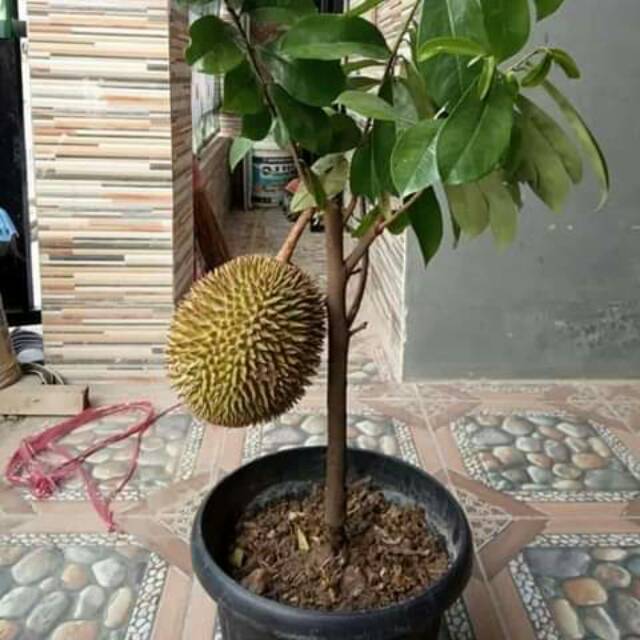 jubirdjeunieb