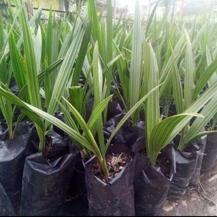 Bibit Buah Kurma Tropis Siap Tanam