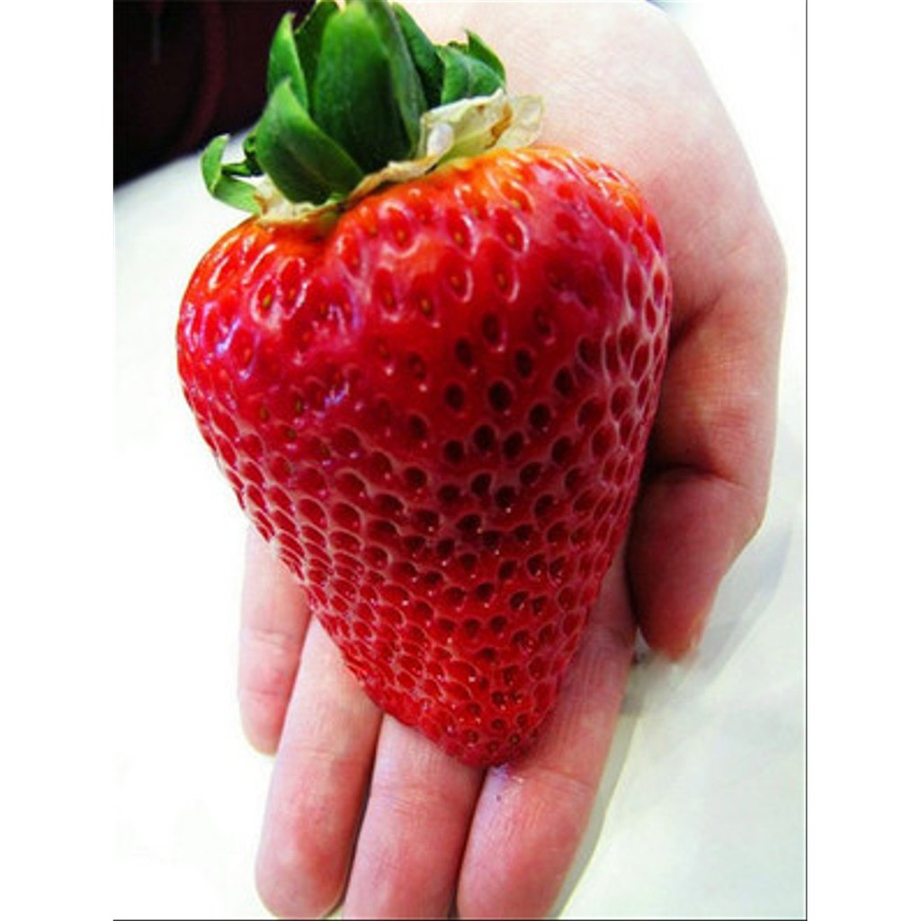 Benih Biji Strawberry Super Besar Import - Giant Strawberry Seed
