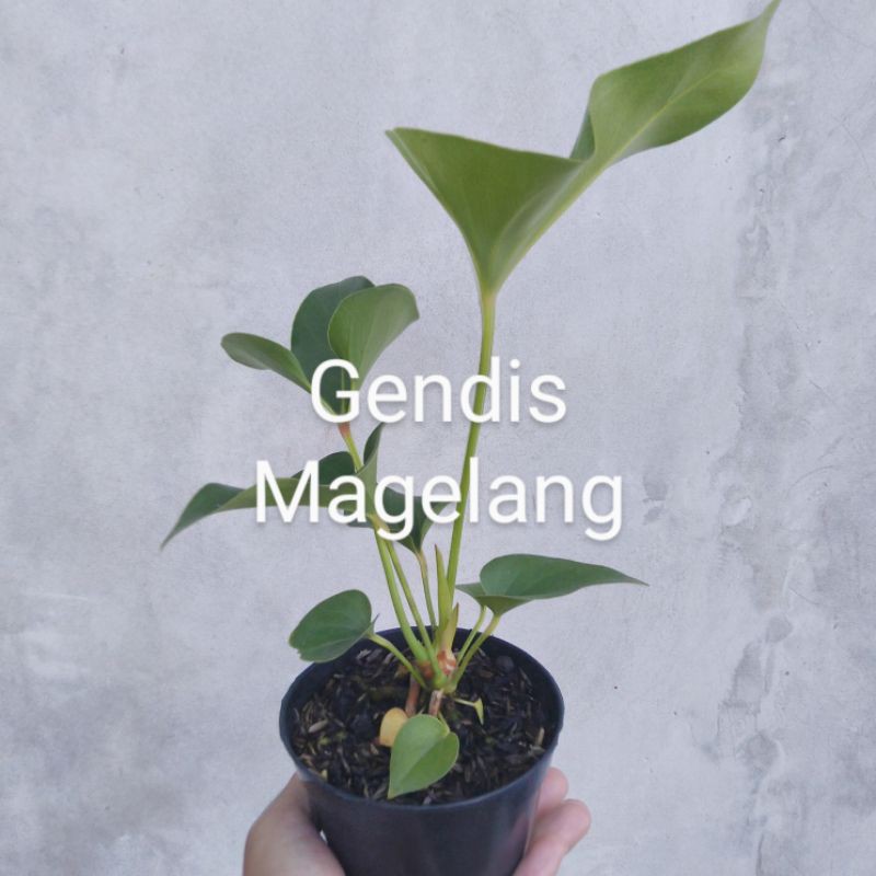 Bibit Anthurium Corong #D