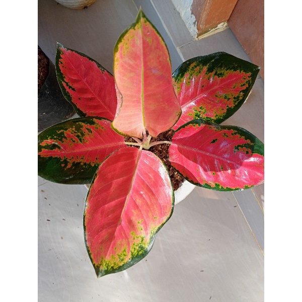 aglonema kochin jumbo