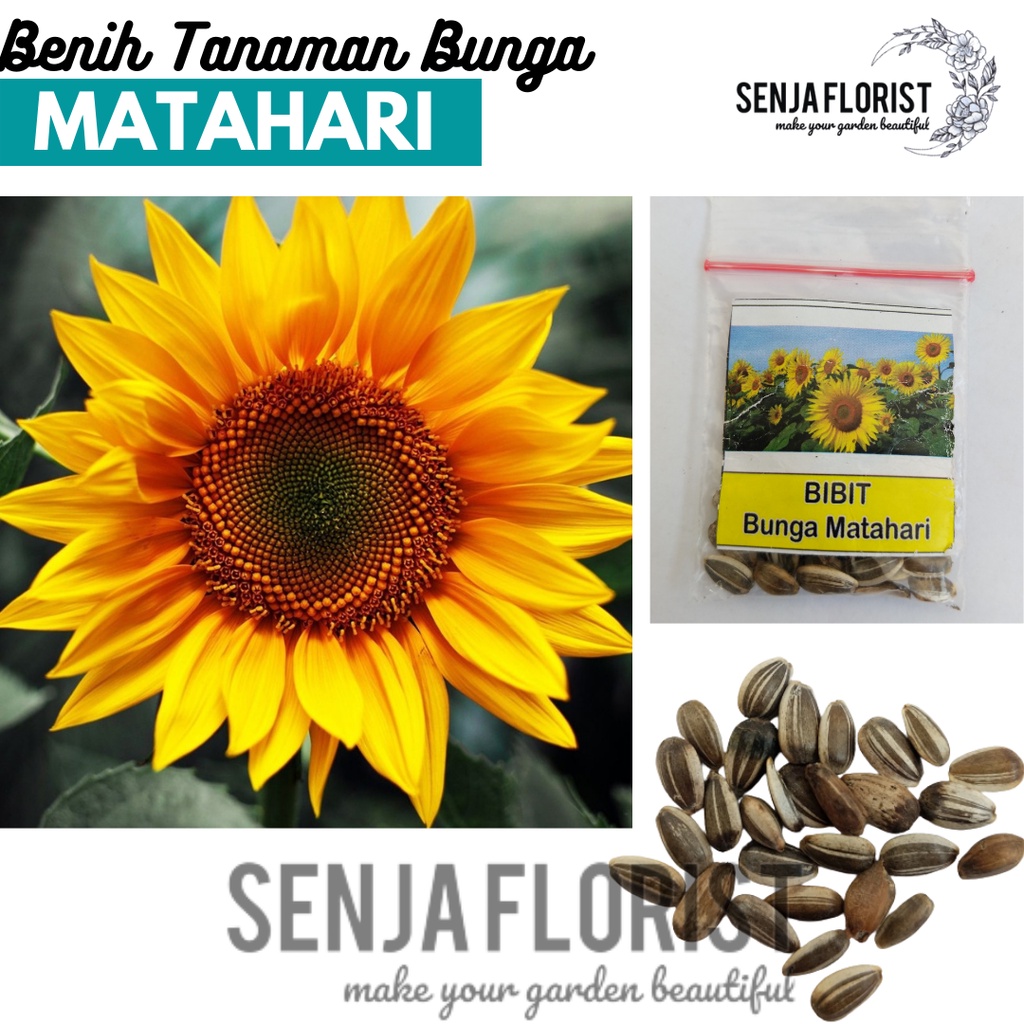 Benih Tanaman Bunga Hias Matahari - Matahari Bunga Besar - Bunga Taman