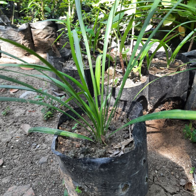 Alang-alang hijau / alang alang hias jaburan ( ophiopogon jaburan vittatus )