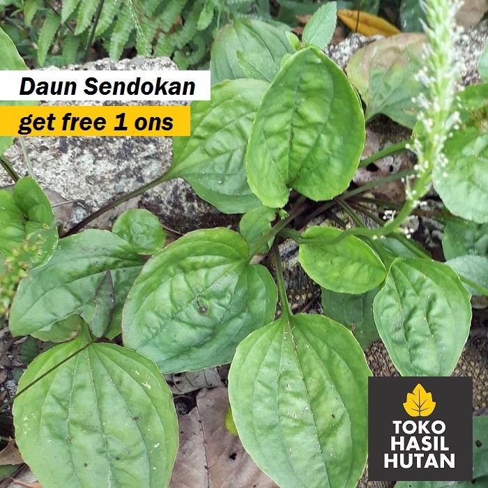 

Daun Sendokan Segar 200 Gram / Daun Ki Urut | Toko Hasil Hutan