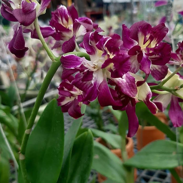 dendrobium mawar besar