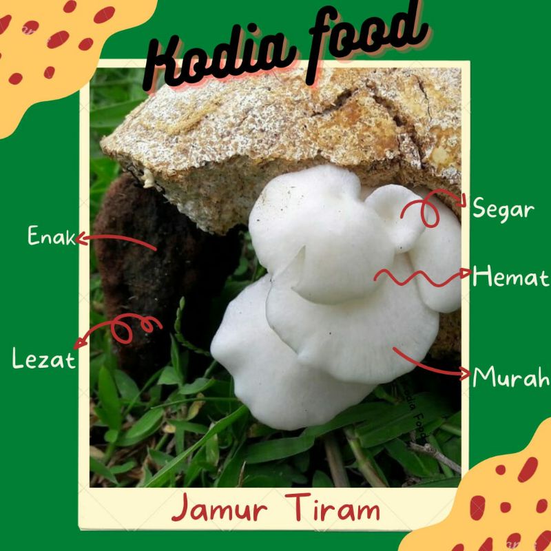 

Jamur Tiram Segar - 250gr