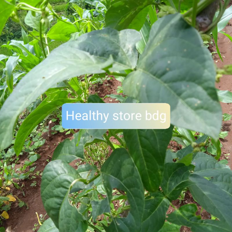 

Daun kacang panjang segar 500 gram