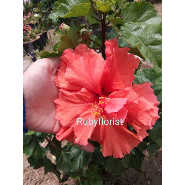 Tanaman Kembang Sepatu Hibiscus Orange Tumpuk Jumbo
