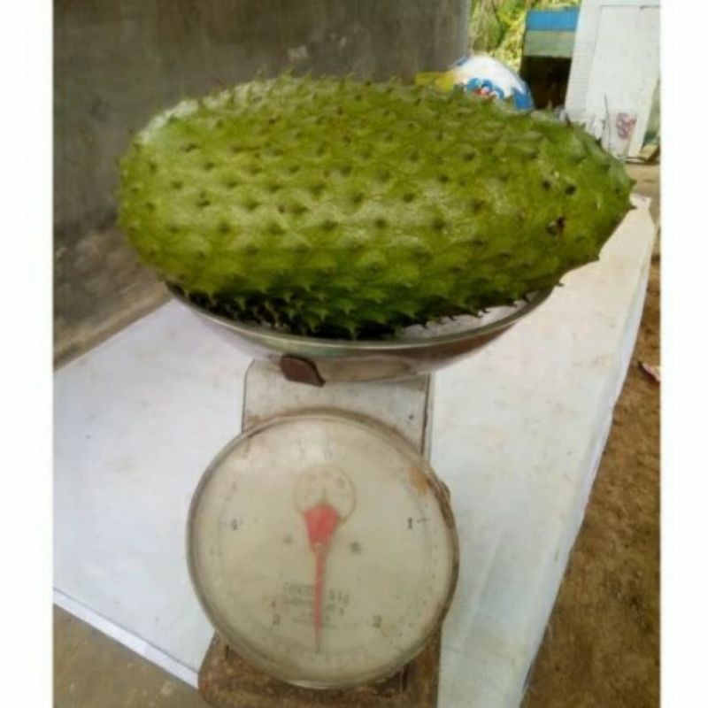 Bibit Tanaman Buah Sirsak Jumbo-Bibit Buah Sirsak-Bibit Sirsak Jumbo-Bibit Okulasi
