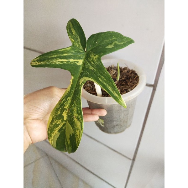 Philodendron Florida Beauty ( Flobe )