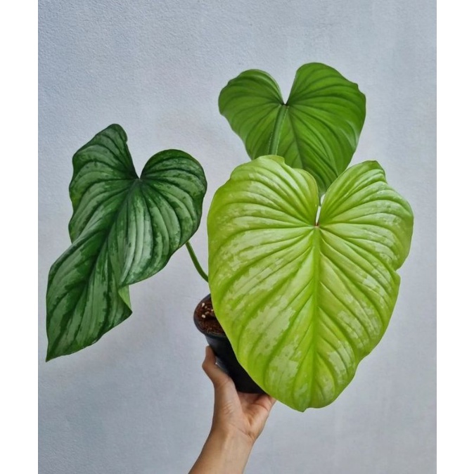 tanaman hias philodendron mamei - pohon hias philodendron mamei