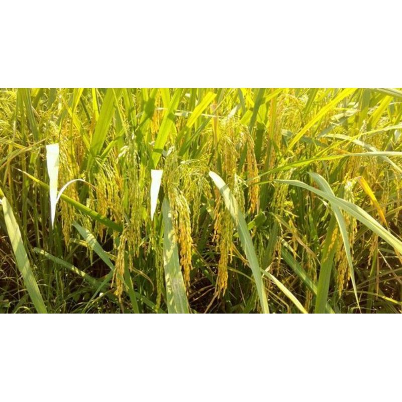 BENIH PADI TROPIKO BIBIT PADI UNGGUL KEMASAN 5 KG