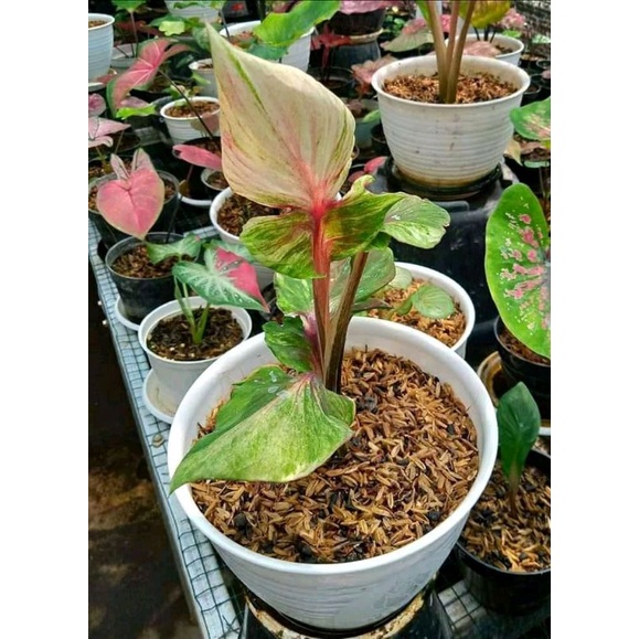 keladi Cendrawasih (keladi merah putih) keladi thailand