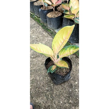 Aglonema PANCAWATI (SULTAN BRUNEI) dewasa/indukan super