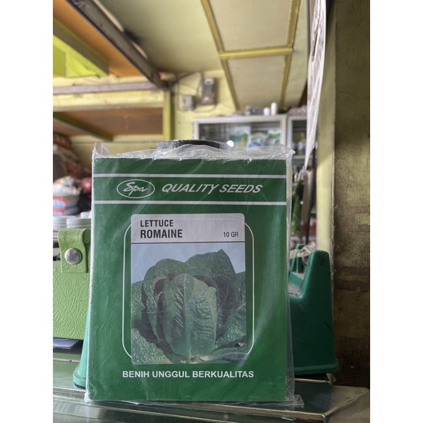 Benih Letuce Romaine / Bibit letuce romaine