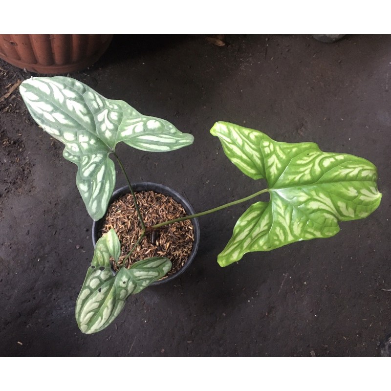 Keladi tattoo tato - caladium / cercestis mirabilis