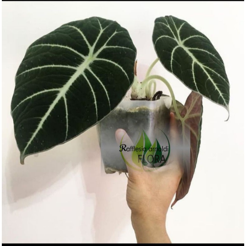 ALOKASIA BLACK VELVET/Tanaman hias alokasia black velvet keladi alokasia
