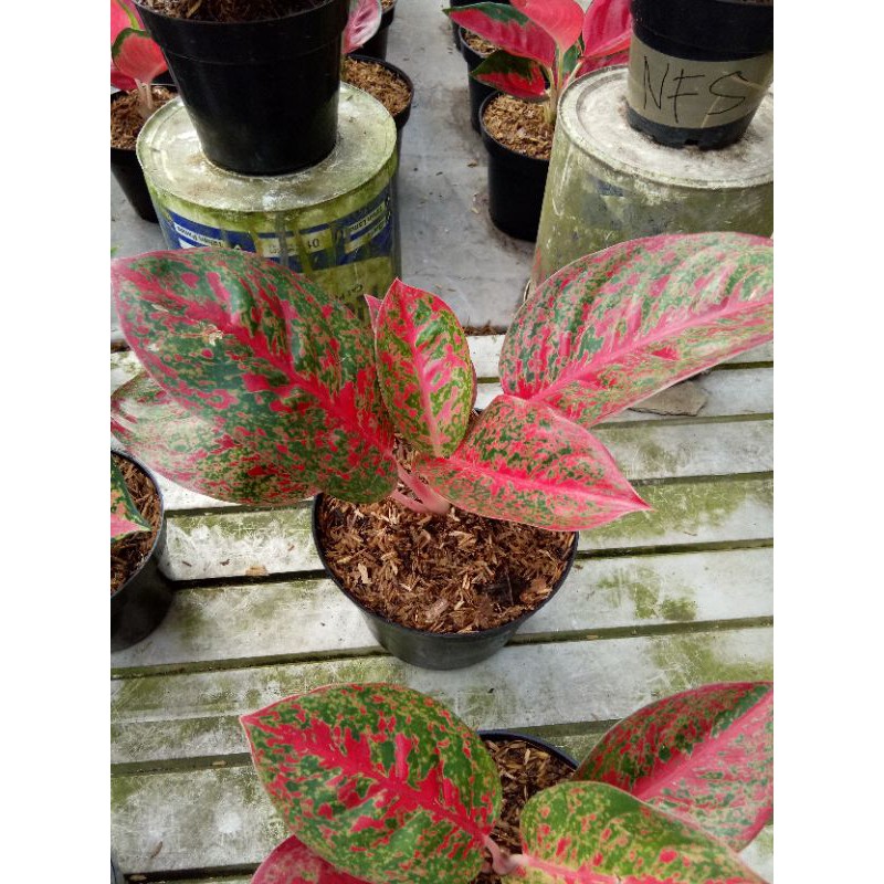Aglonema Red Stardust Dewasa 5 - 7 Daun