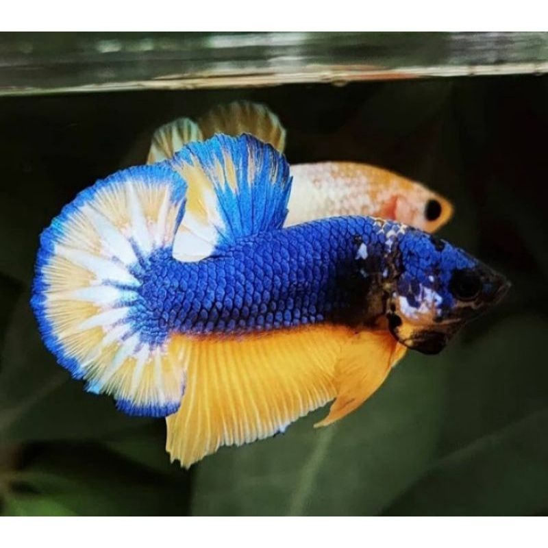 ikan cupang yellow ffancy//yellow base