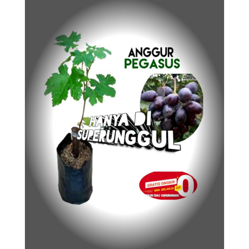 Bibit Anggur import Jenis Pegasus