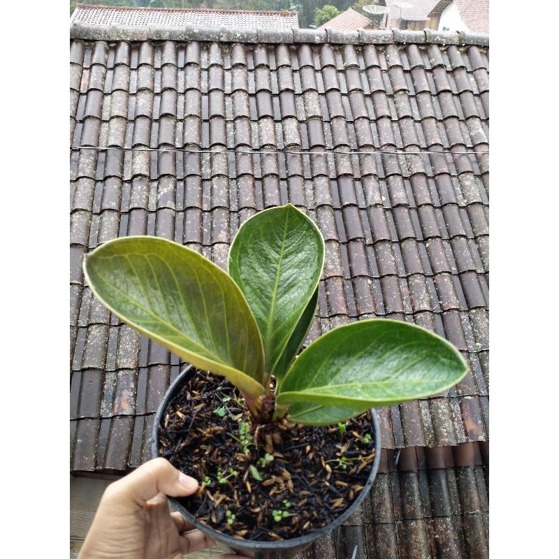 Anthurium Jemani mangkok karakter