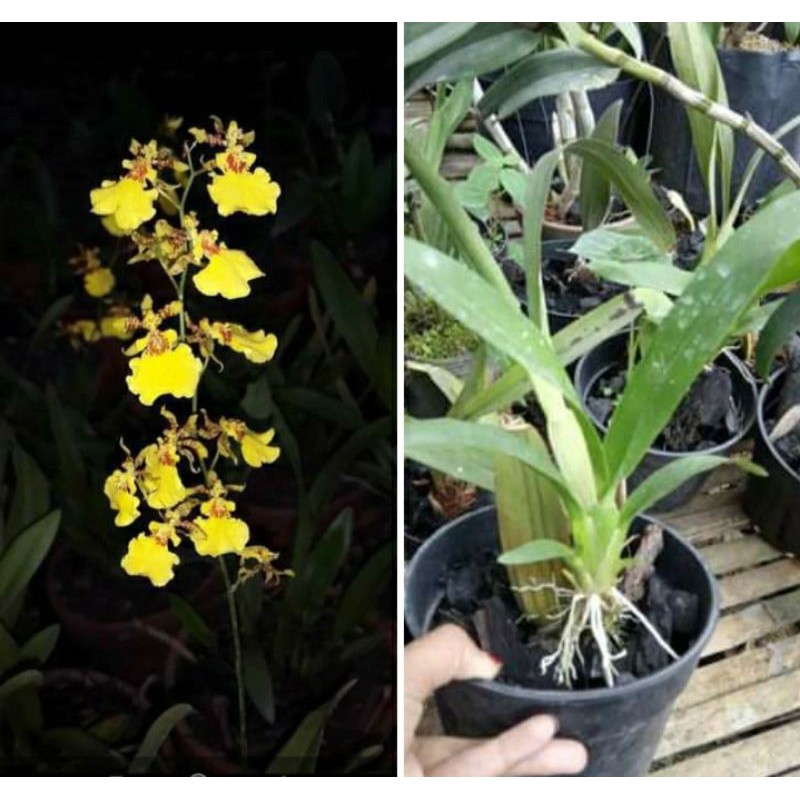 anggrek oncidium golden shower