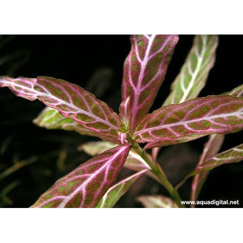 tanaman Aquascape hygrophila polysperma sunset