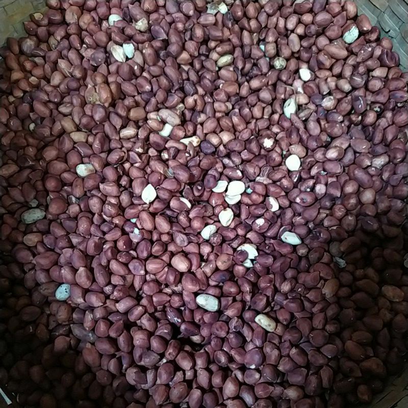 

kacang sangrai