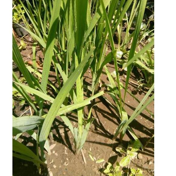 Best Produk HT0UY Paling Laris Bibit Tanaman Bunga Saffron Zafaron Bunga Termahal Didunia 49 Terbaru