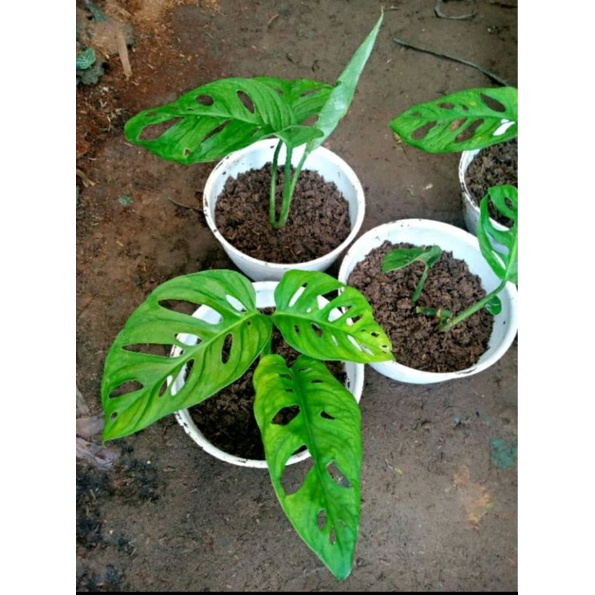 BIBIT BUNGA JANDA BOLONG / TANAMAN HIAS JANDA BOLONG