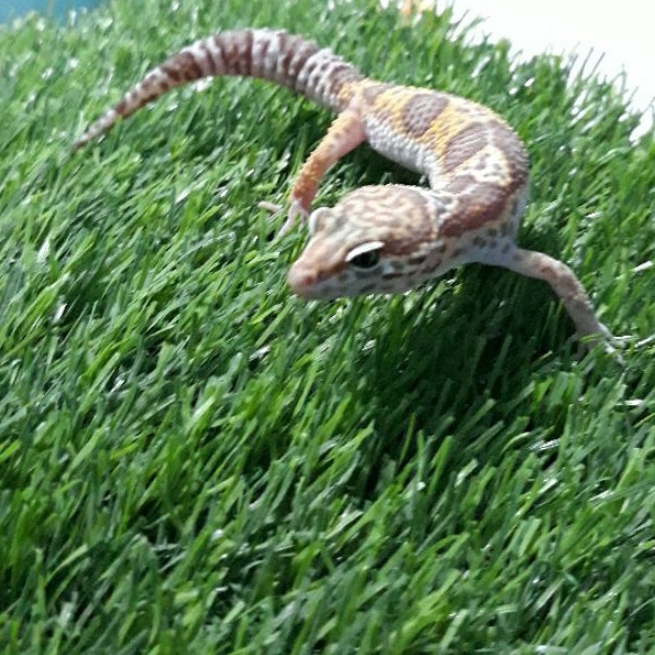 Leopard Gecko Tremper Lavender