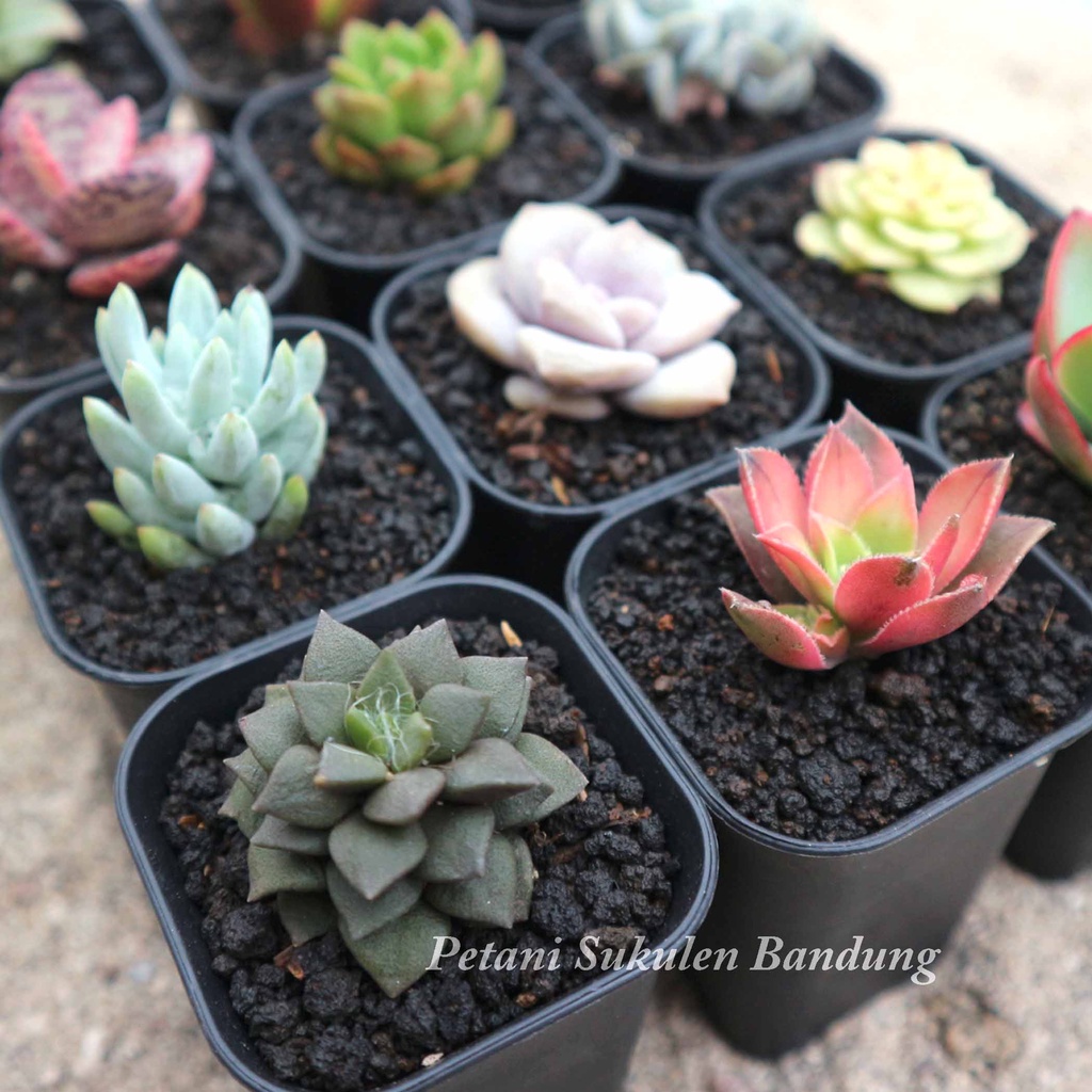 PAKET Sukulen Sekulen Kaktus GRATIS POT &amp; media cactus mini tanaman hias bunga skulen succulent echeveria